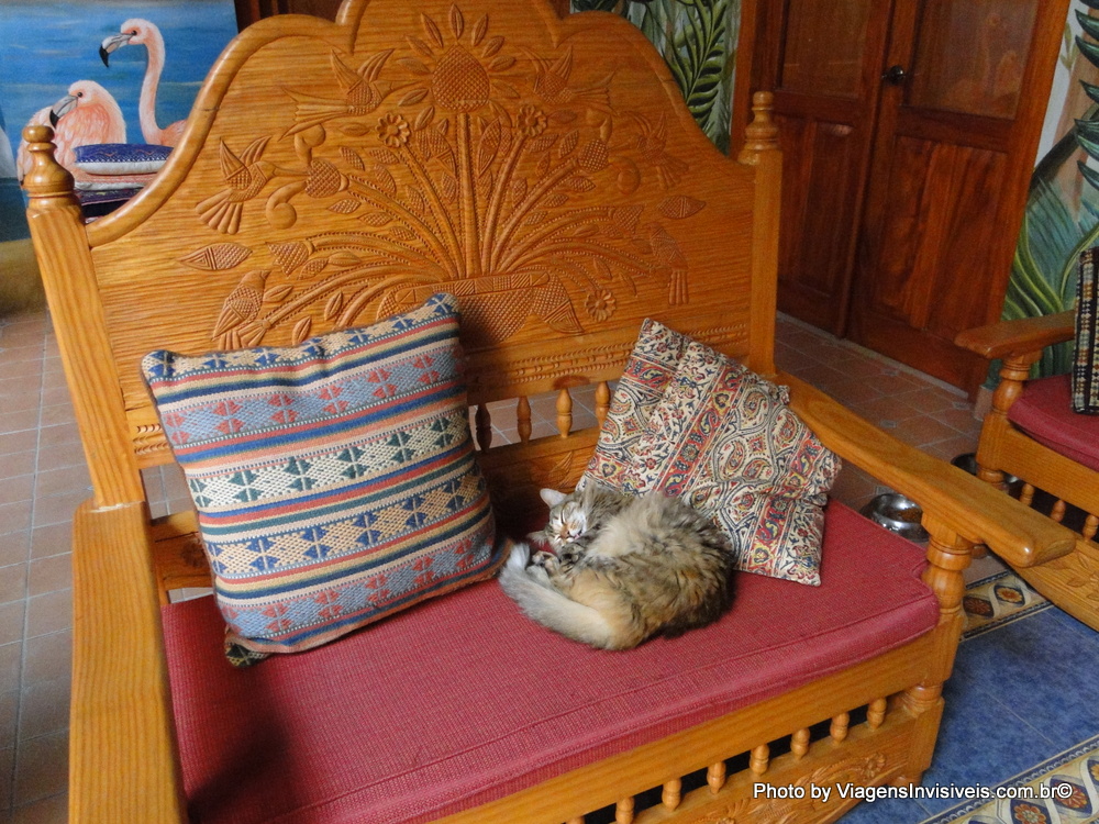 Gato na Casa Ángel, Mérida, México