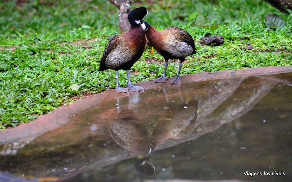 Amor no Parque das aves, Parque das Aves, Foz do Iguaçu