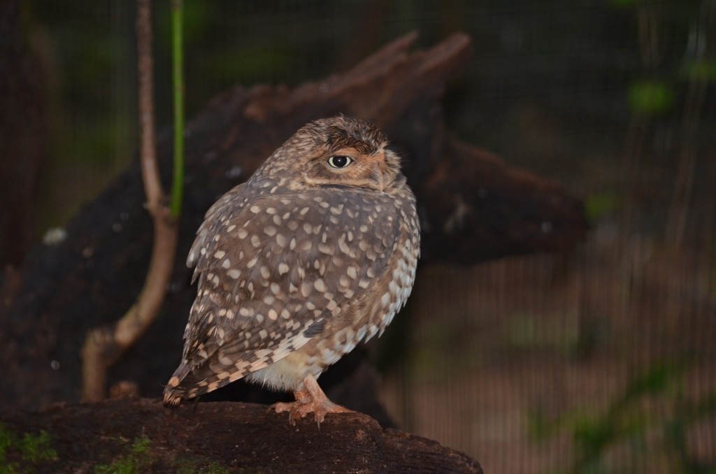 Coruja, parque das aves, Foz do Iguaçu