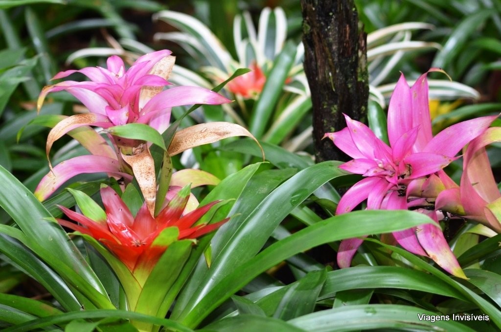 Flores, Parque das Aves, Foz do Iguaçu