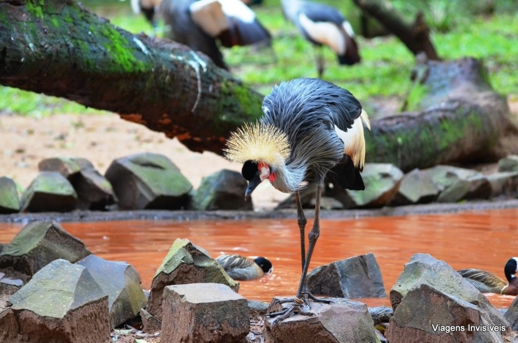 Grow Coroado Sul Africano, Parque das Aves, Foz do Iguaçu