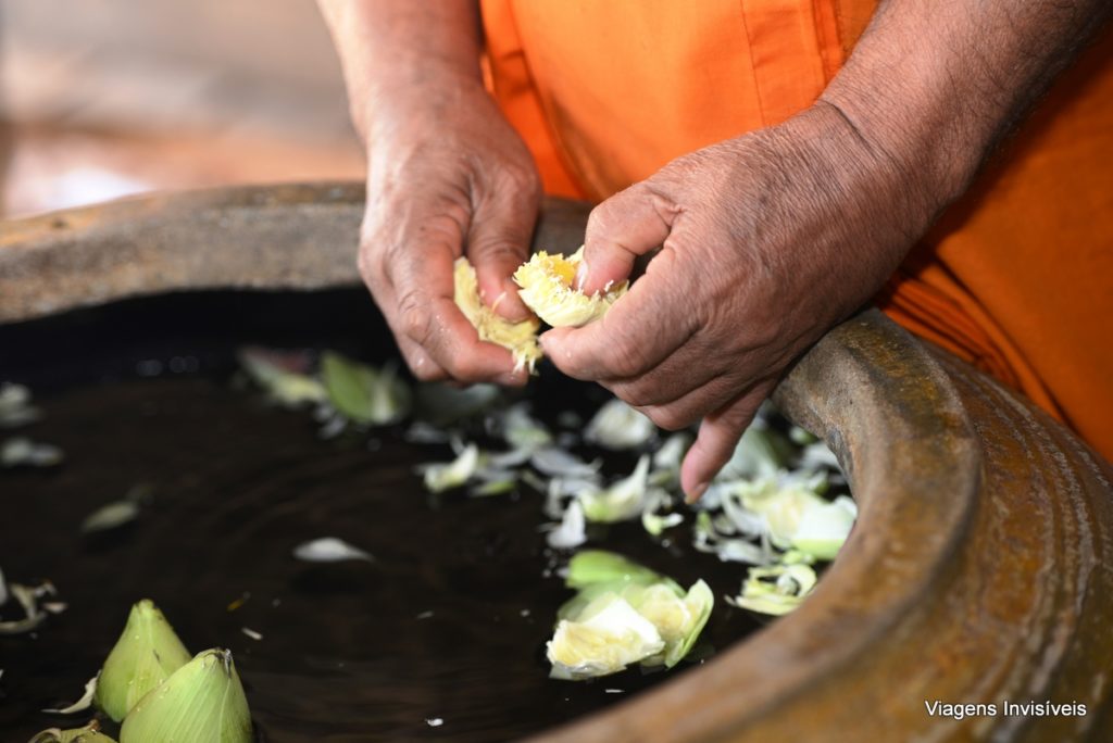 Flor de Lotus, Renovação de votos, templo budista, Camboja, Siem Reap