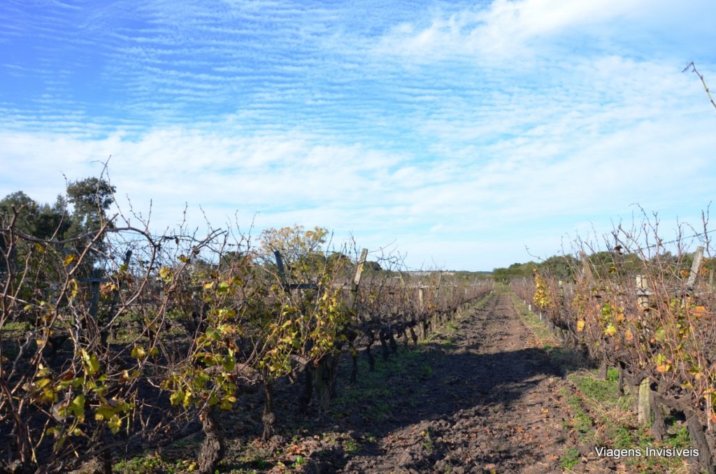 Vinhedos, vinícola Irurtia, Carmelo, Uruguai