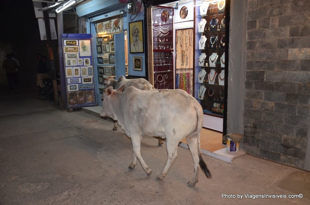 Animais por toda parte, Udaipur, India