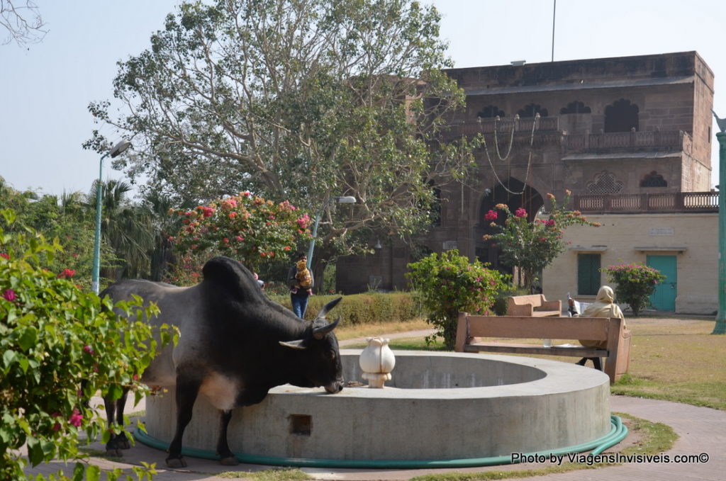 Vacas em Jodhpur, Índia