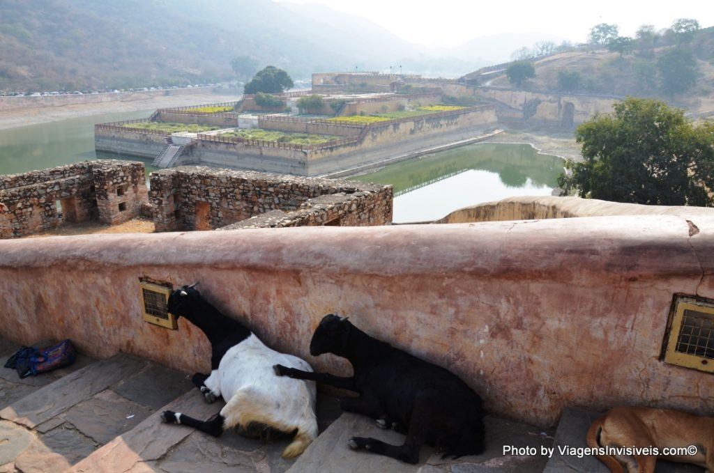 cabras no Castelo de Jaipur