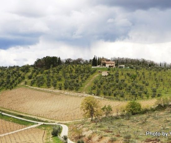 Vista dos parrerais da Castelo di Ama, rota do Chianti, Itália